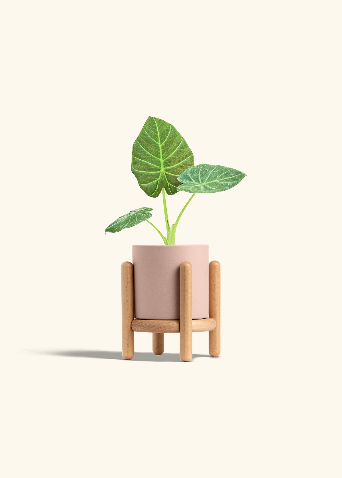 Alocasia Regal Shields in a 4 inches Pink Classic Cylinder Planter in a Beech Wood Stand