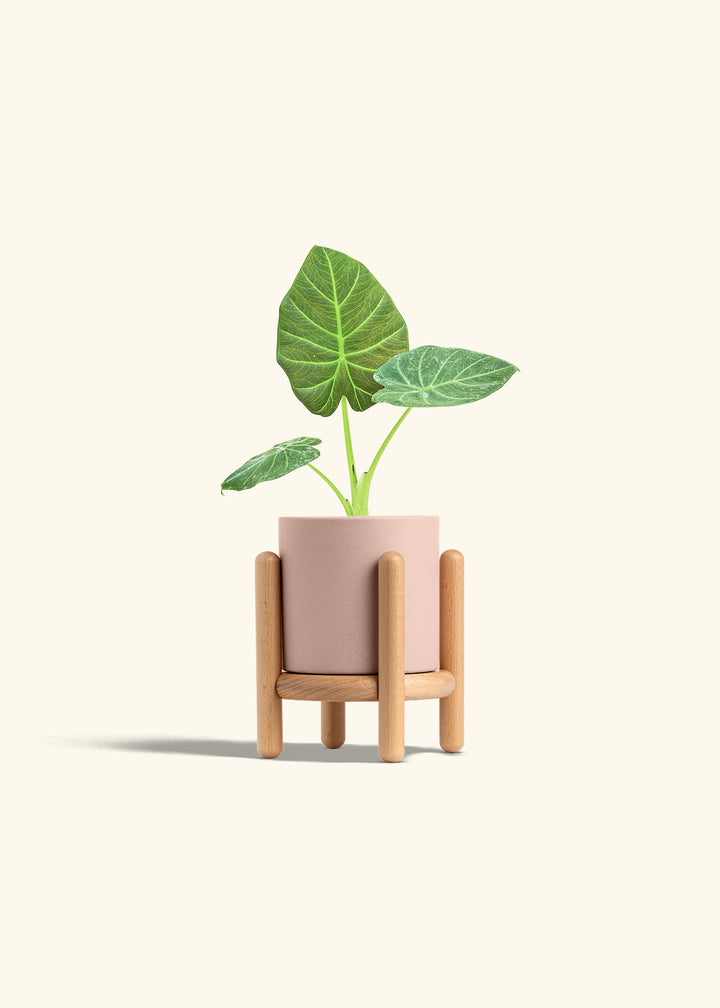 Alocasia Regal Shields in a 4 inches Pink Classic Cylinder Planter in a Beech Wood Stand