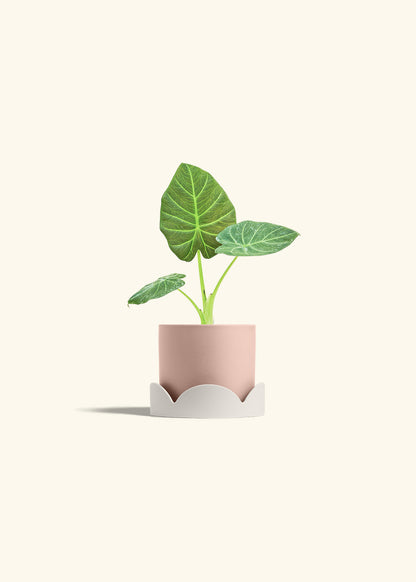 Alocasia Regal Shields in a 4 inches Pink Classic Cylinder Planter in a Oat Petal Drip Tray