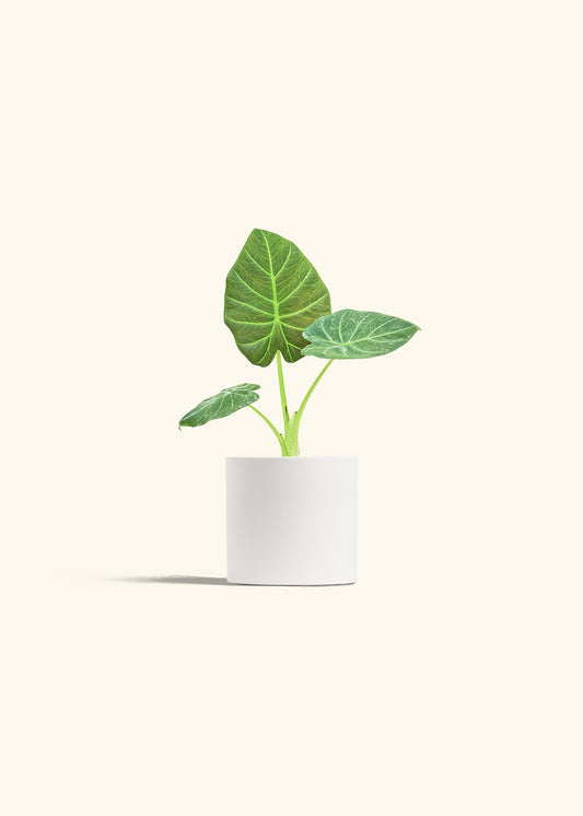Alocasia Regal Shields in a 4 inches White Classic Cylinder Planter 