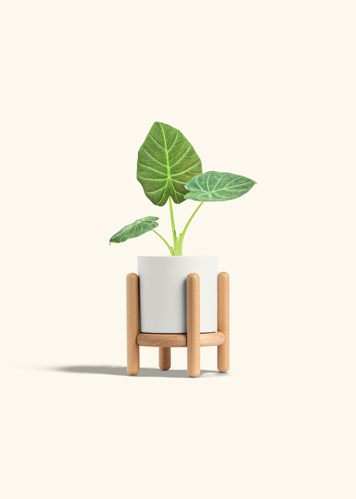 Alocasia Regal Shields in a 4 inches White Classic Cylinder Planter in a Beech Wood Stand