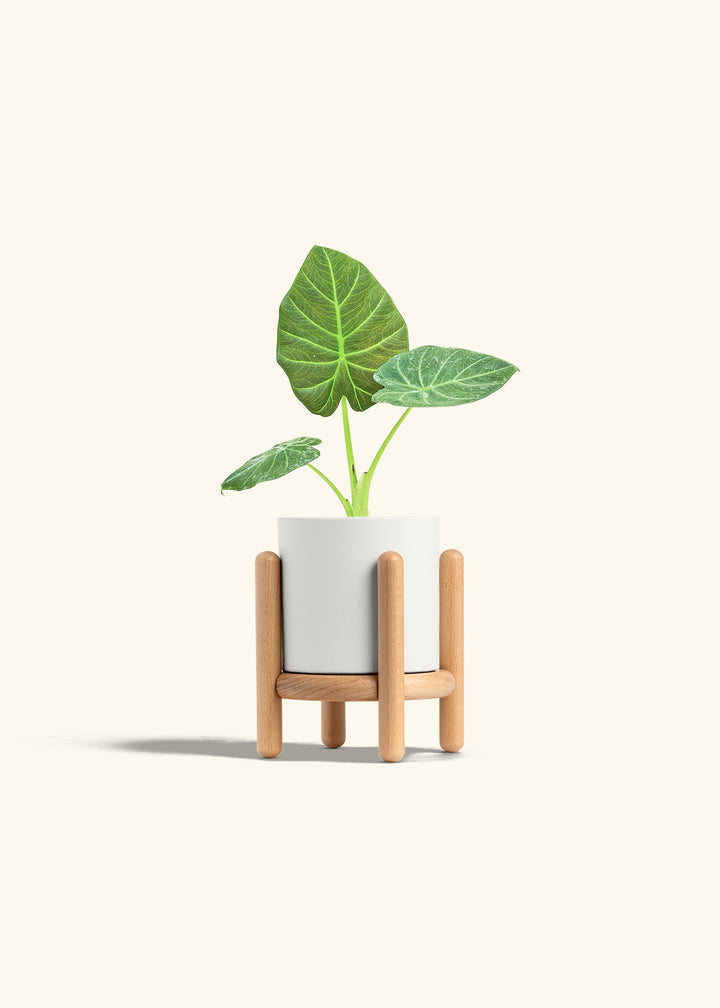 Alocasia Regal Shields in a 4 inches White Classic Cylinder Planter in a Beech Wood Stand