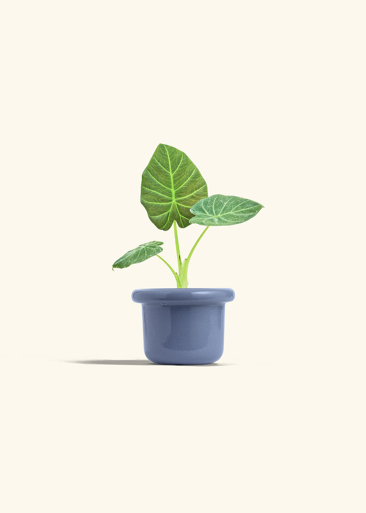 Alocasia Regal Shields in a 4 inches Fat Lip Blue Planter 