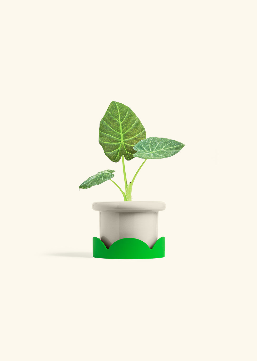Alocasia Regal Shields in a 4 inches Fat Lip Oat Planter in a Shamrock Petal Drip Tray