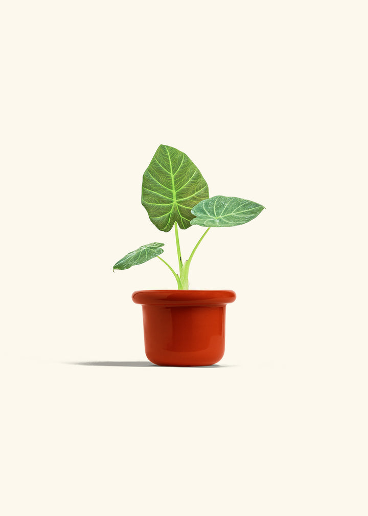 Alocasia Regal Shields in a 4 inches Fat Lip Red Planter 