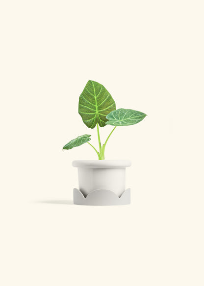 Alocasia Regal Shields in a 4 inches Fat Lip White Planter in a Oat Petal Drip Tray