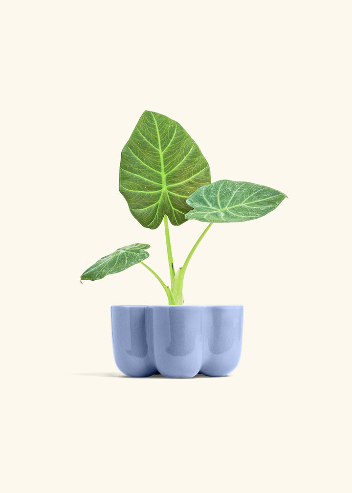 Alocasia Regal Shields in a 4 inches in a Blue Petal Planter
