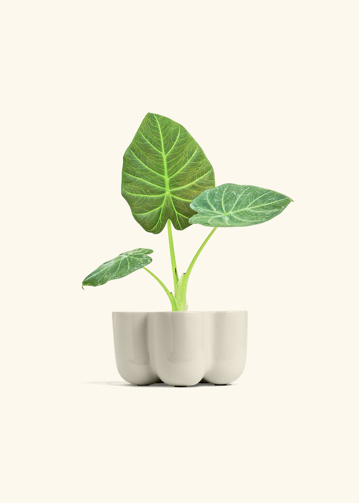 Alocasia Regal Shields in a 4 inches in a Oat Petal Planter