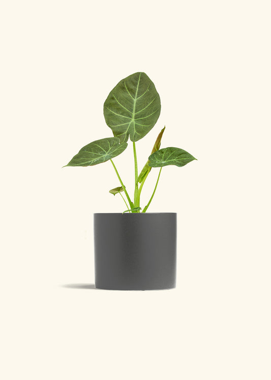 Alocasia Regal Shields in a 6 inches Charcoal Classic Cylinder Planter 