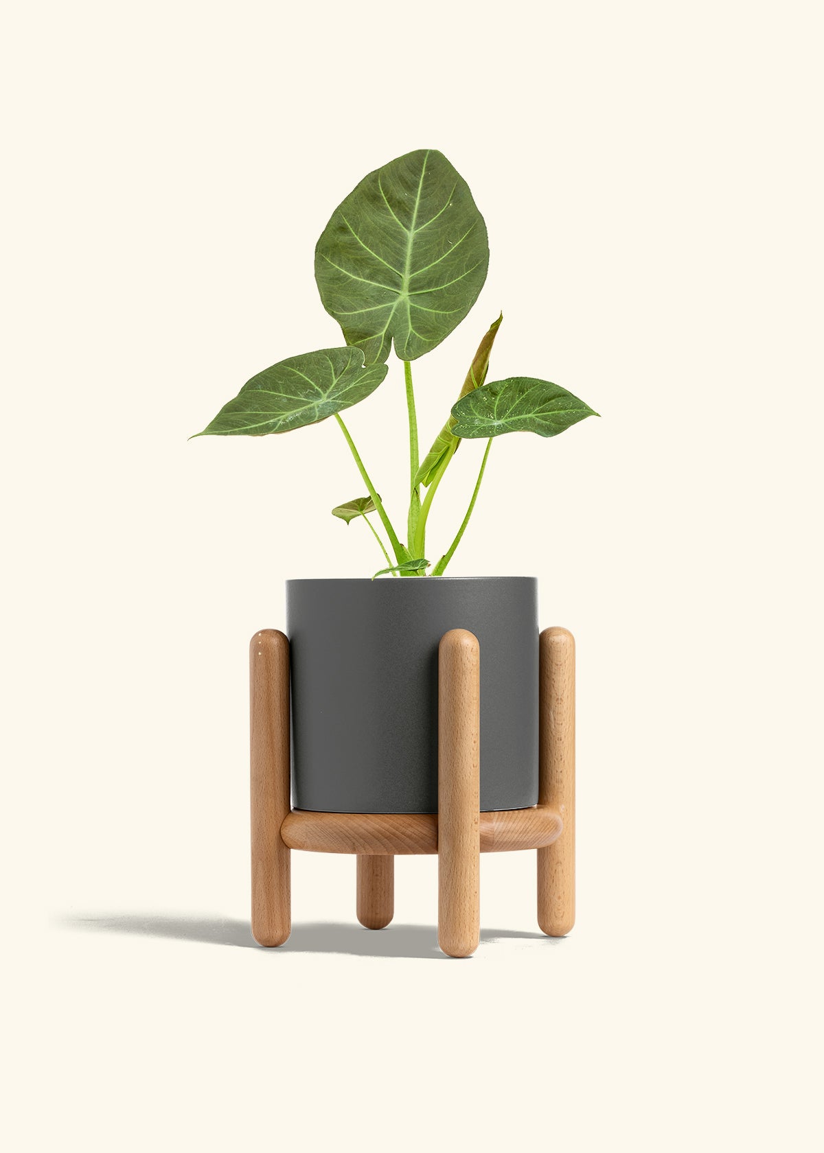 Alocasia Regal Shields in a 6 inches Charcoal Classic Cylinder Planter in a Beech Wood Stand