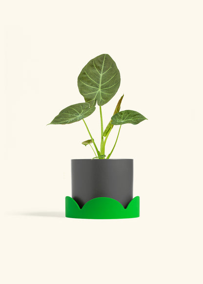 Alocasia Regal Shields in a 6 inches Charcoal Classic Cylinder Planter in a Shamrock Petal Drip Tray