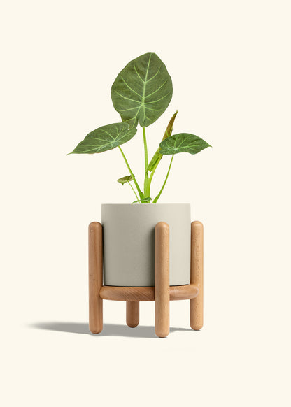 Alocasia Regal Shields in a 6 inches Oat Classic Cylinder Planter in a Beech Wood Stand