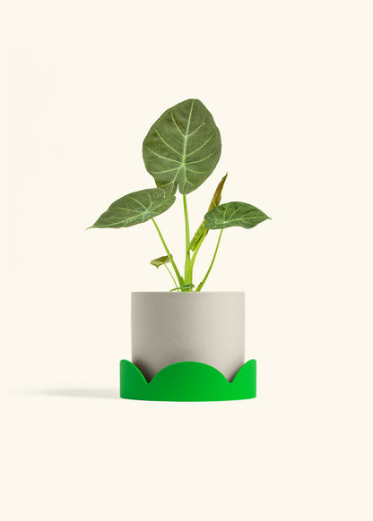 Alocasia Regal Shields in a 6 inches Oat Classic Cylinder Planter in a Shamrock Petal Drip Tray