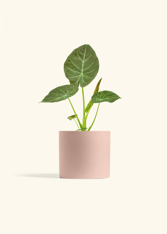 Alocasia Regal Shields in a 6 inches Pink Classic Cylinder Planter 