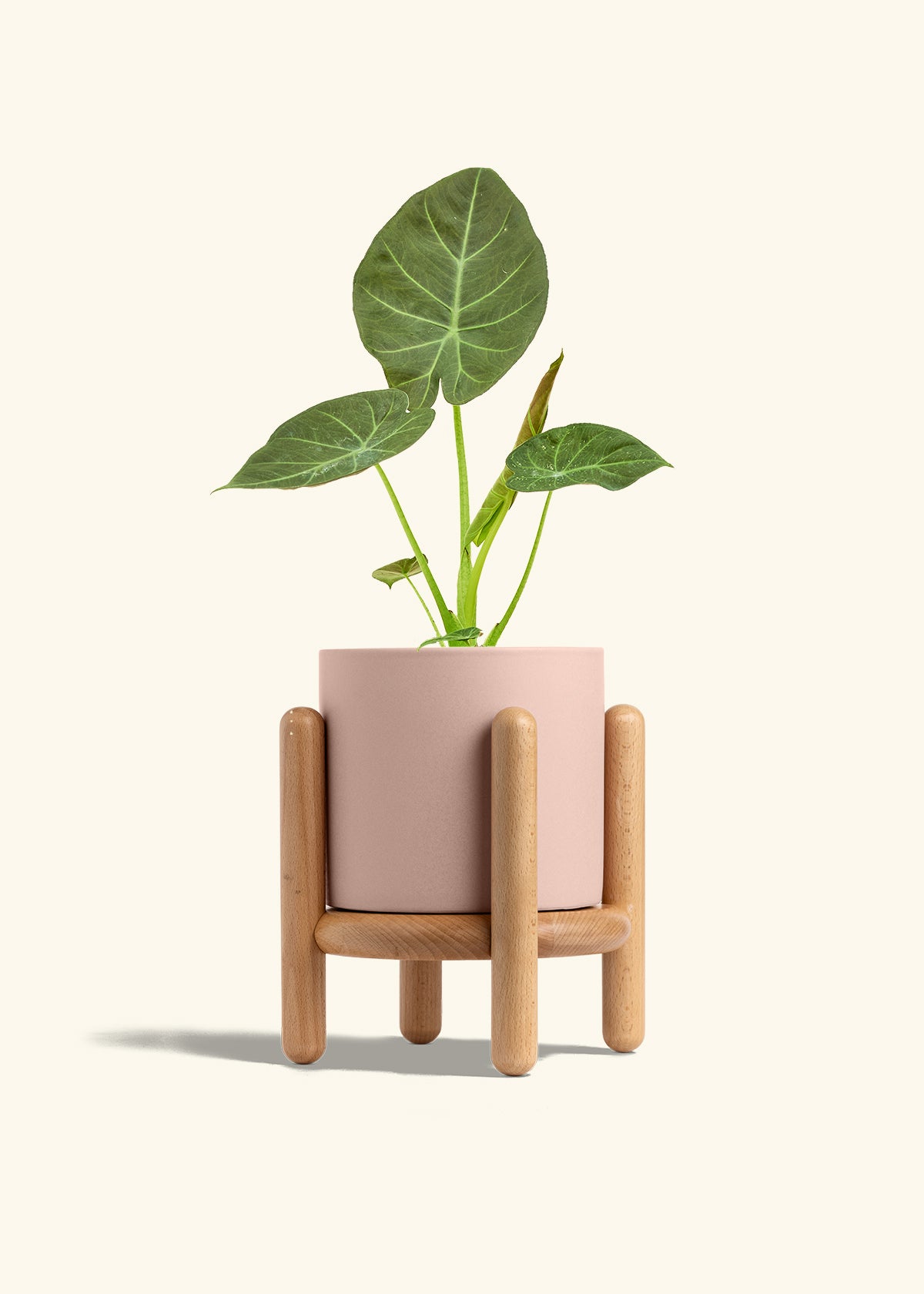 Alocasia Regal Shields in a 6 inches Pink Classic Cylinder Planter in a Beech Wood Stand
