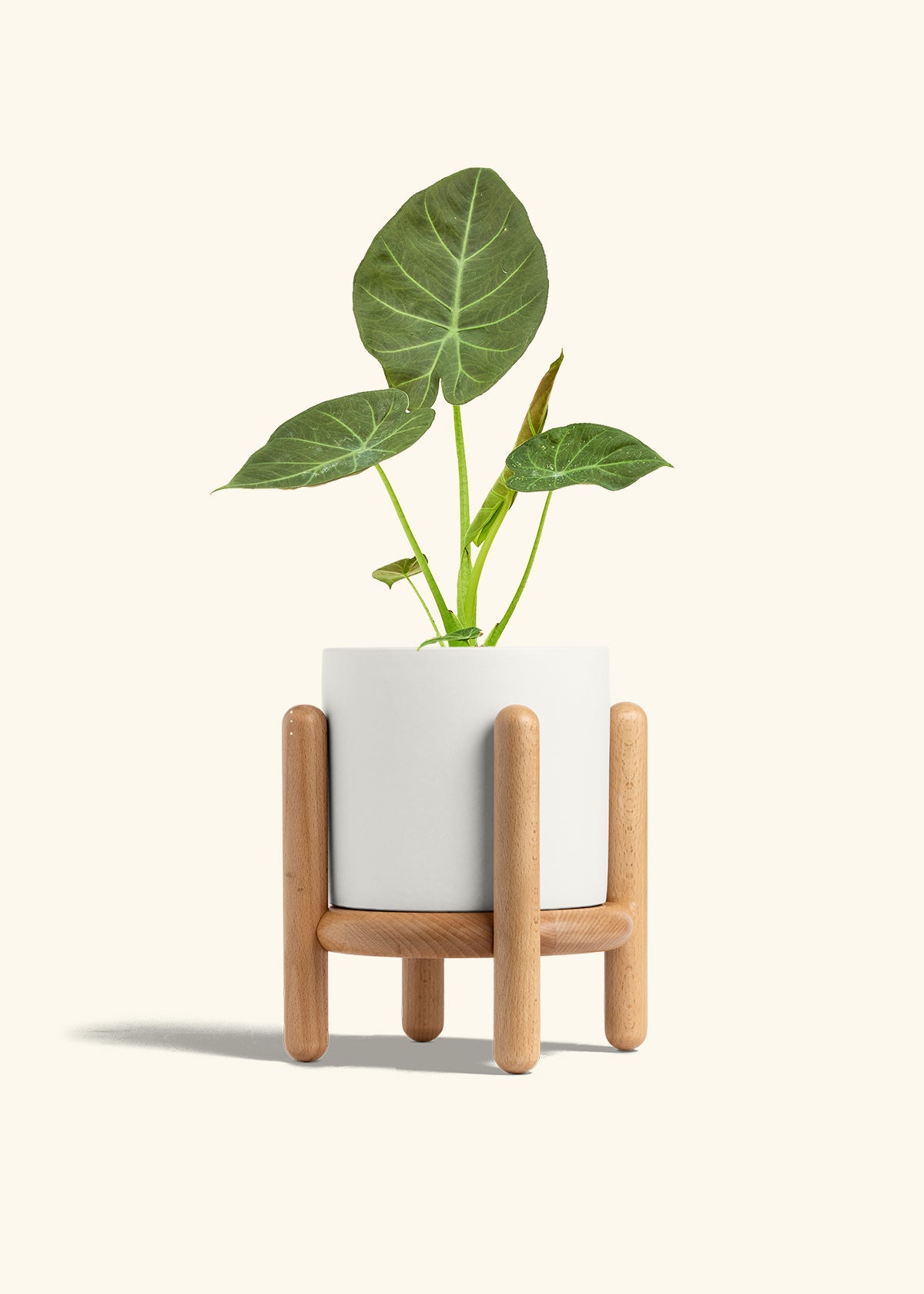 Alocasia Regal Shields in a 6 inches White Classic Cylinder Planter in a Beech Wood Stand