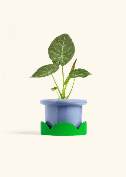 Alocasia Regal Shields in a 6 inches Fat Lip Blue Planter in a Shamrock Petal Drip Tray