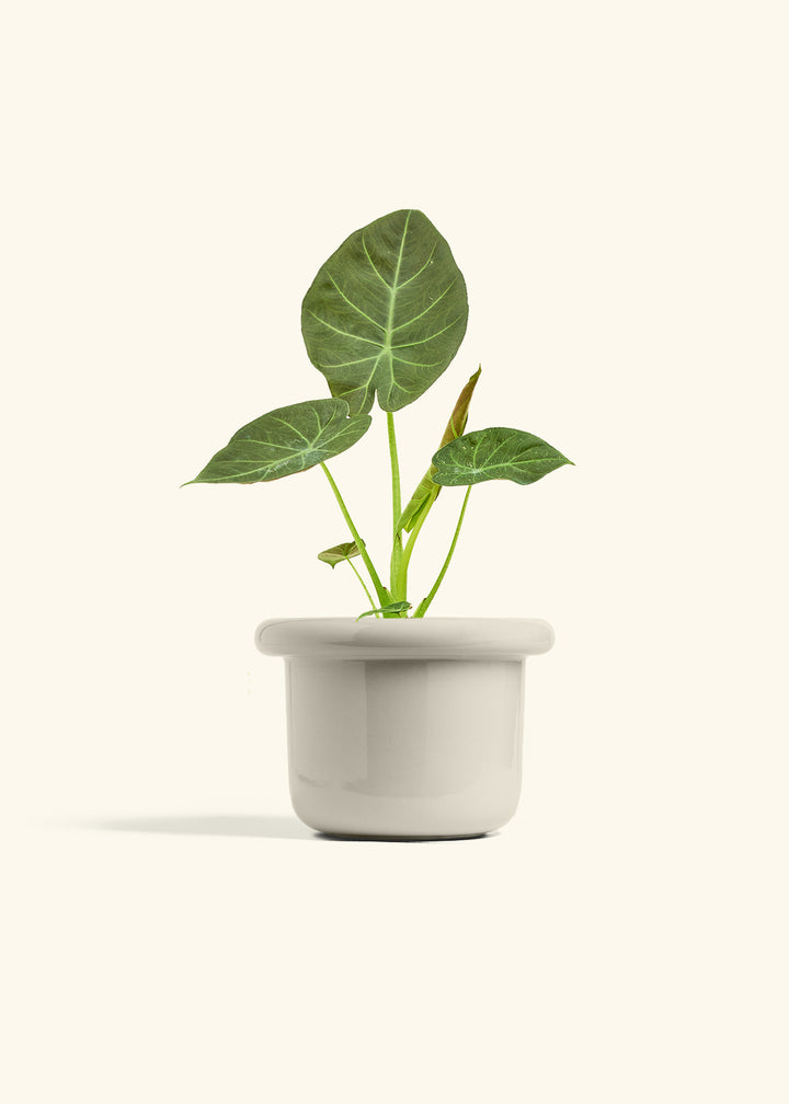 Alocasia Regal Shields in a 6 inches Fat Lip Oat Planter 