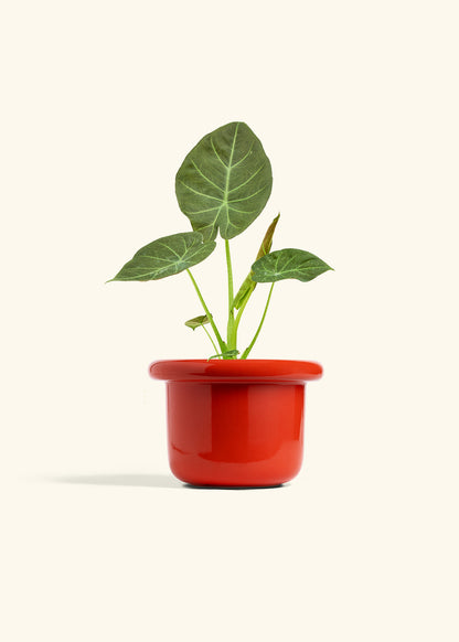 Alocasia Regal Shields in a 6 inches Fat Lip Red Planter 
