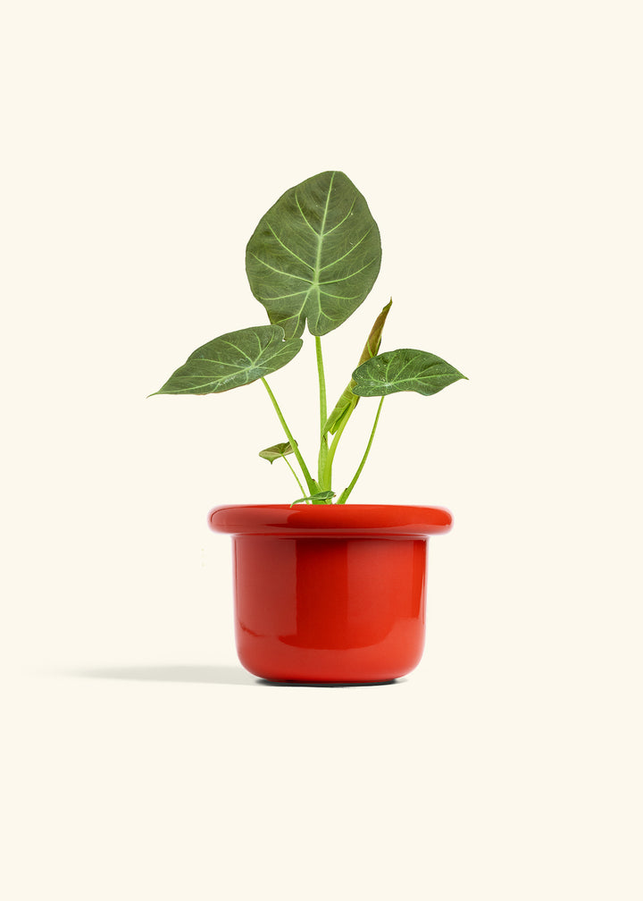 Alocasia Regal Shields in a 6 inches Fat Lip Red Planter 