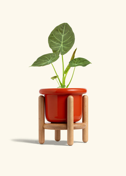 Alocasia Regal Shields in a 6 inches Fat Lip Red Planter in a Beech Wood Stand