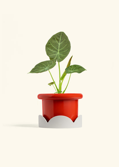 Alocasia Regal Shields in a 6 inches Fat Lip Red Planter in a Oat Petal Drip Tray
