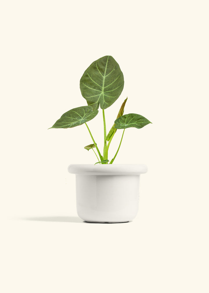 Alocasia Regal Shields in a 6 inches Fat Lip White Planter 