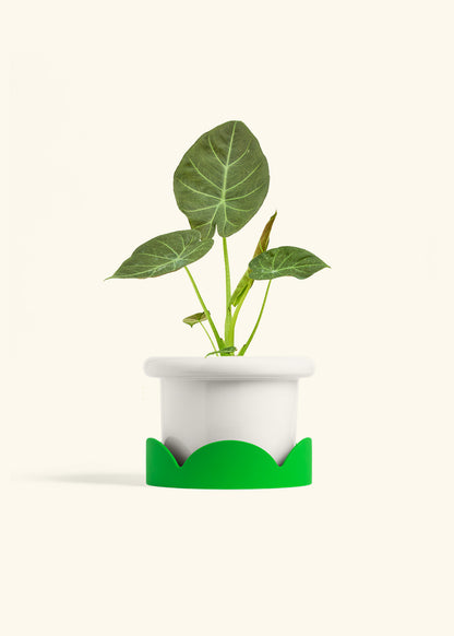 Alocasia Regal Shields in a 6 inches Fat Lip White Planter in a Shamrock Petal Drip Tray