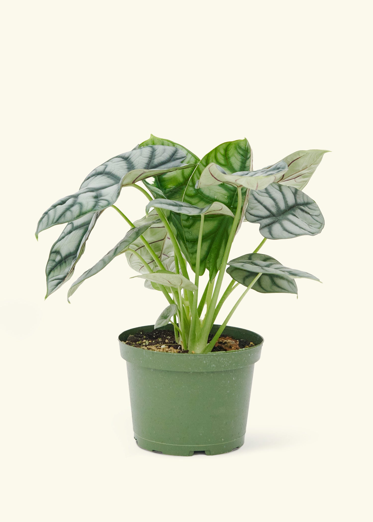 dragon age awakening potted plant Alocasia Silver Dragon – Hey Rooted