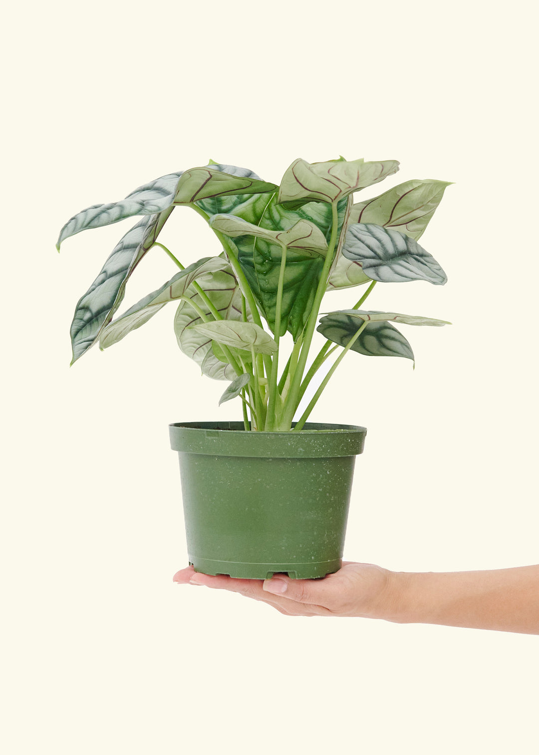 Alocasia Silver Dragon in a 6  inches grow pot