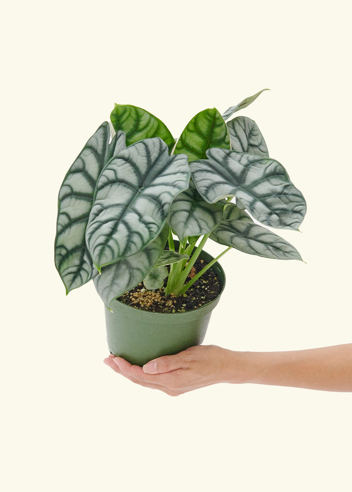 Alocasia Silver Dragon in a 6  inches grow pot