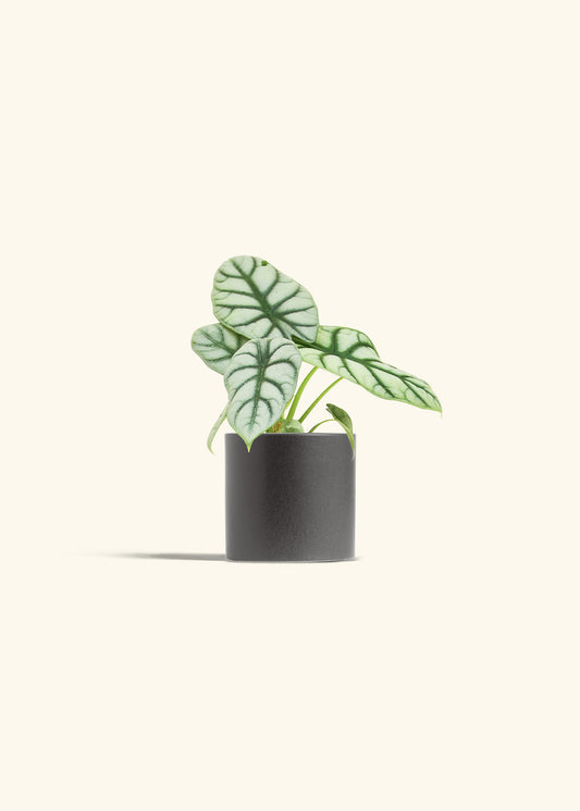 Alocasia Silver Dragon in a 4 inches Charcoal Classic Cylinder Planter 