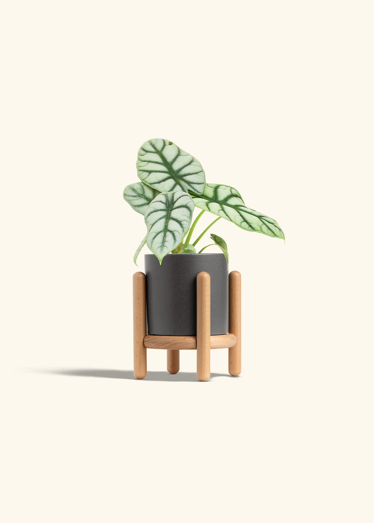 Alocasia Silver Dragon in a 4 inches Charcoal Classic Cylinder Planter in a Beech Wood Stand