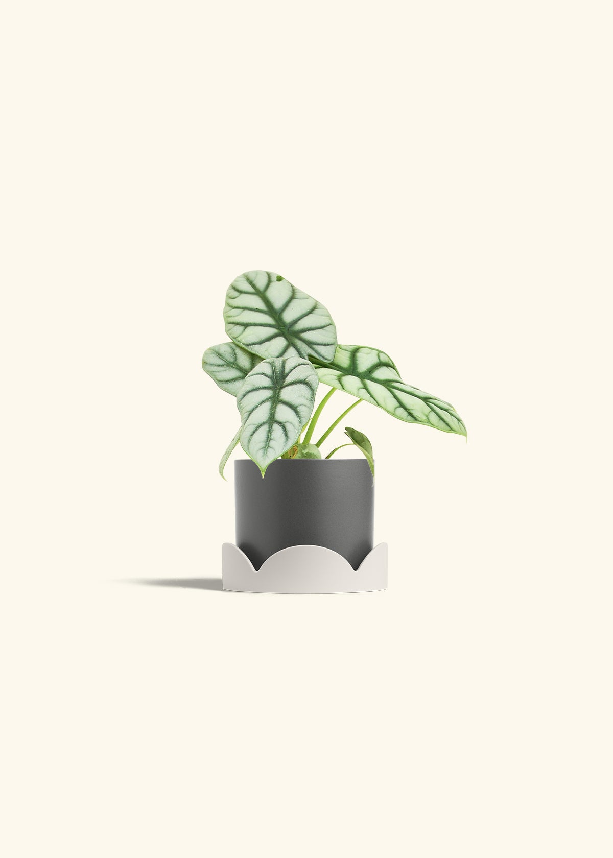 Alocasia Silver Dragon in a 4 inches Charcoal Classic Cylinder Planter in a Oat Petal Drip Tray