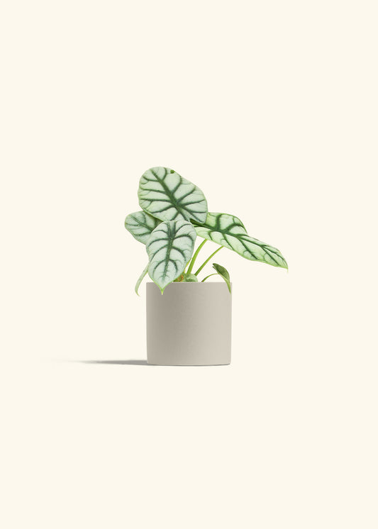 Alocasia Silver Dragon in a 4 inches Oat Classic Cylinder Planter 