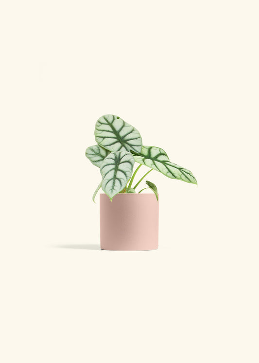 Alocasia Silver Dragon in a 4 inches Pink Classic Cylinder Planter 