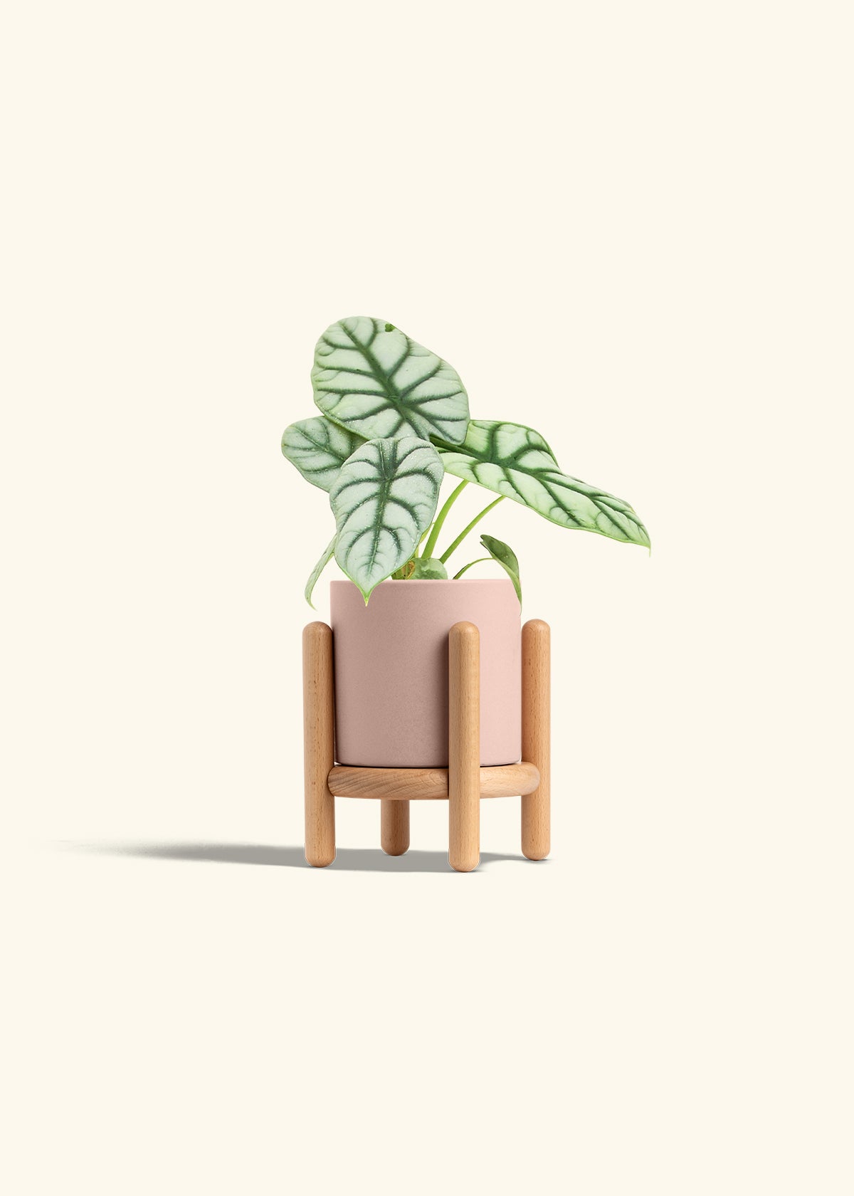 Alocasia Silver Dragon in a 4 inches Pink Classic Cylinder Planter in a Beech Wood Stand