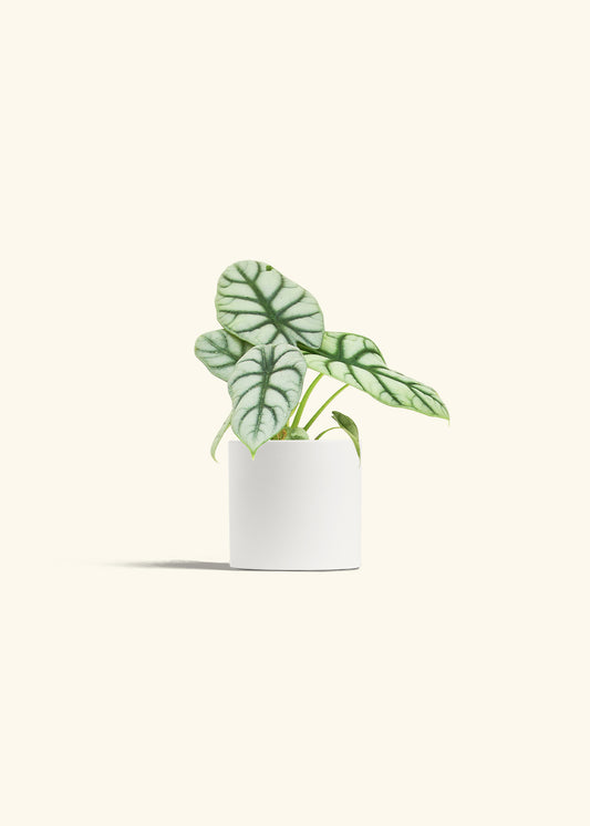 Alocasia Silver Dragon in a 4 inches White Classic Cylinder Planter 
