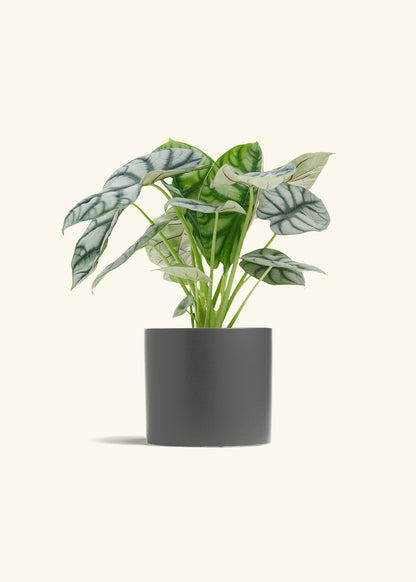 Alocasia Silver Dragon in a 6  inches Charcoal Classic Cylinder Planter 