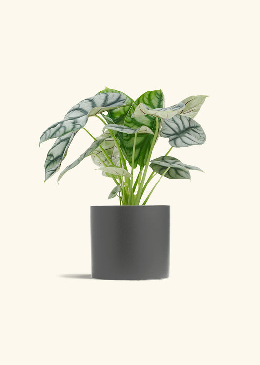 Alocasia Silver Dragon in a 6  inches Charcoal Classic Cylinder Planter 