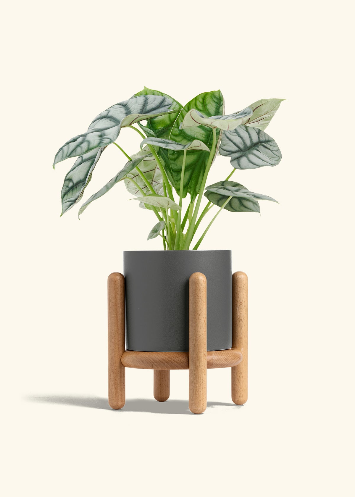 Alocasia Silver Dragon in a 6  inches Charcoal Classic Cylinder Planter in a Beech Wood Stand