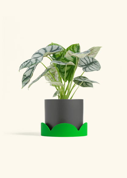 Alocasia Silver Dragon in a 6  inches Charcoal Classic Cylinder Planter in a Shamrock Petal Drip Tray