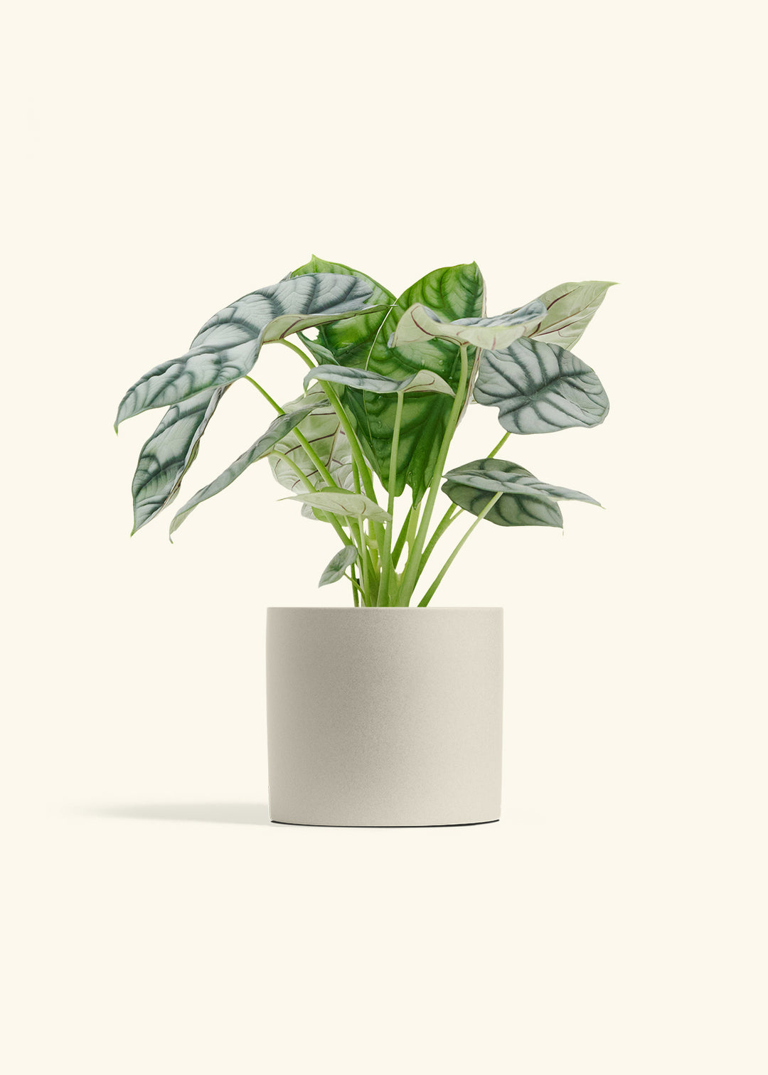 Alocasia Silver Dragon in a 6  inches Oat Classic Cylinder Planter 