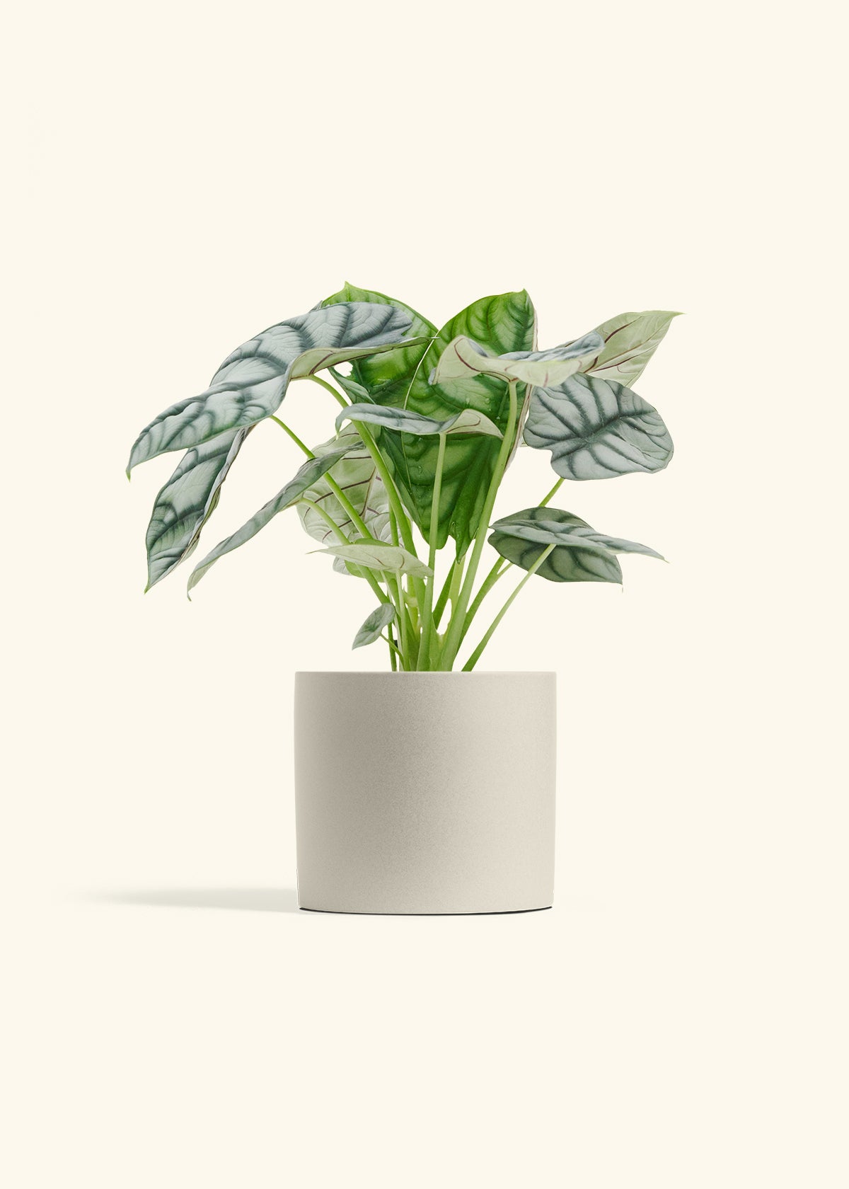Alocasia Silver Dragon in a 6  inches Oat Classic Cylinder Planter 
