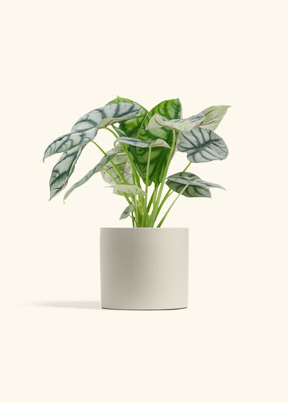 Alocasia Silver Dragon in a 6  inches Oat Classic Cylinder Planter 