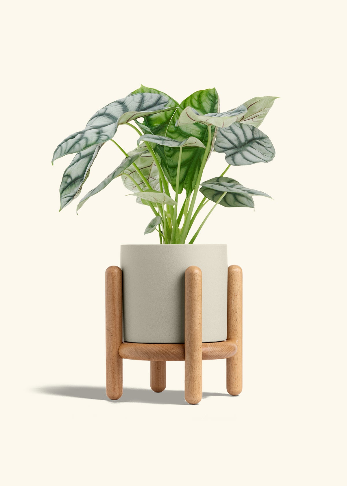 Alocasia Silver Dragon in a 6  inches Oat Classic Cylinder Planter in a Beech Wood Stand