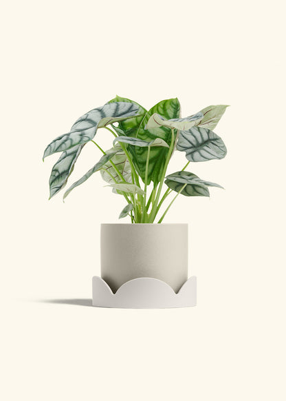 Alocasia Silver Dragon in a 6  inches Oat Classic Cylinder Planter in a Oat Petal Drip Tray