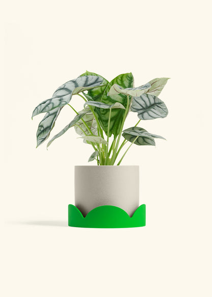 Alocasia Silver Dragon in a 6  inches Oat Classic Cylinder Planter in a Shamrock Petal Drip Tray