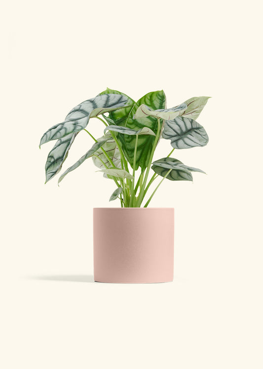 Alocasia Silver Dragon in a 6  inches Pink Classic Cylinder Planter 