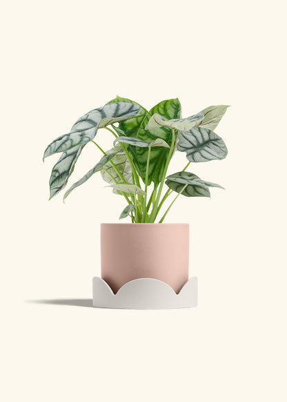 Alocasia Silver Dragon in a 6  inches Pink Classic Cylinder Planter in a Oat Petal Drip Tray